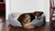 Choosing the Right Bed Size for your Furbabies