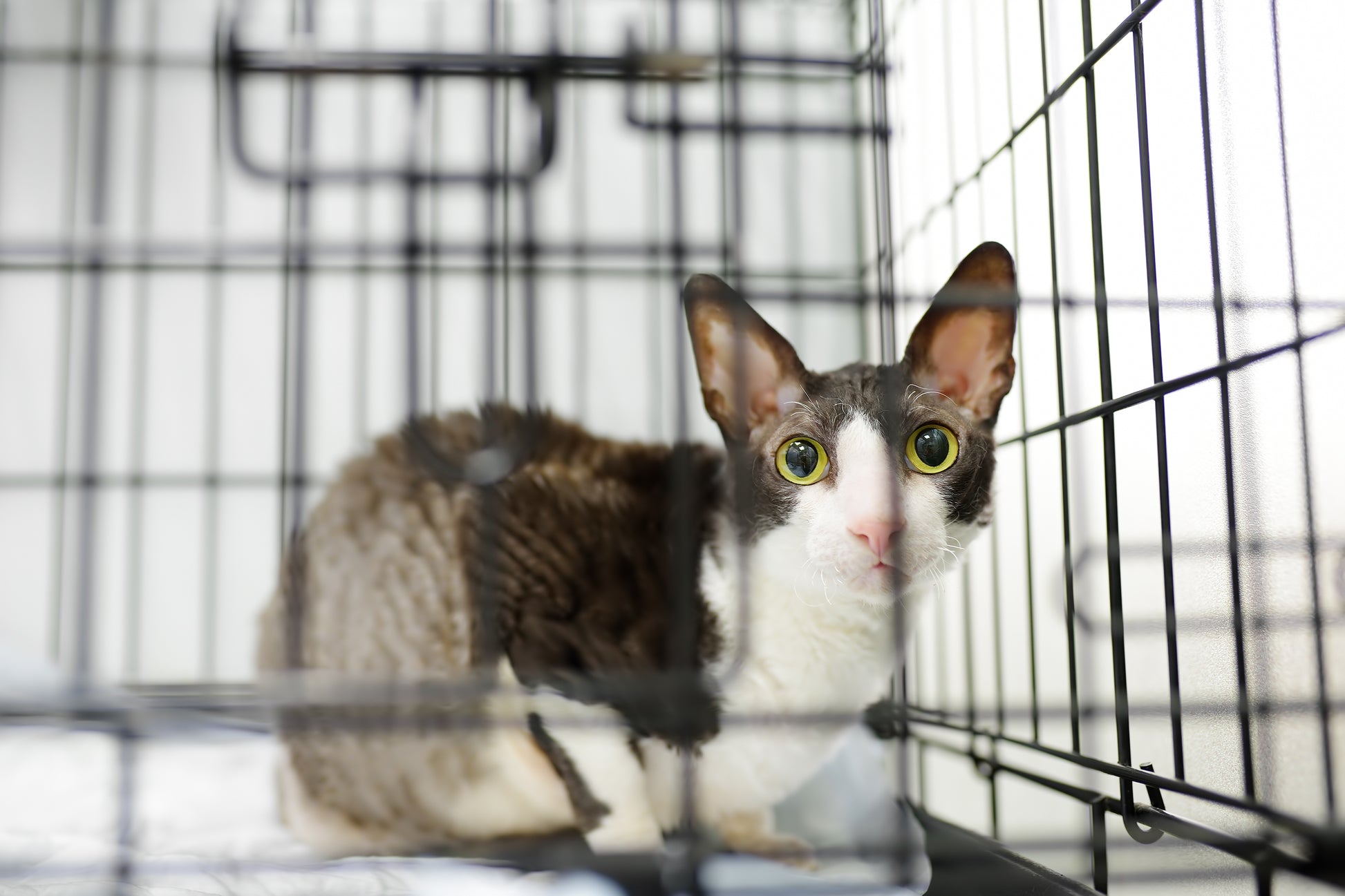 Cat Cage Mr. Chuck Pet Store
