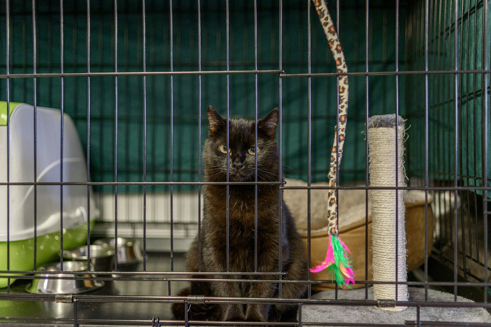 Cat Cage Mr. Chuck Pet Store