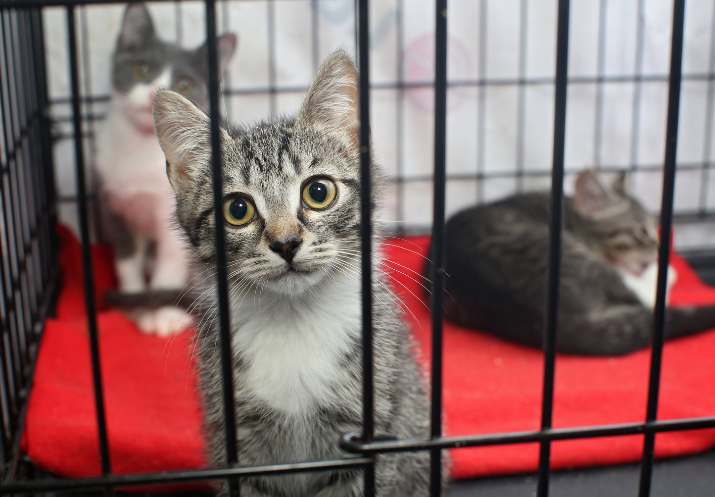 Cat Cage Mr. Chuck Pet Store